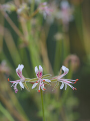 Poster - Beautiful close-up of pelargonium dasyphyllum