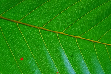 Wall Mural - green leaf texture