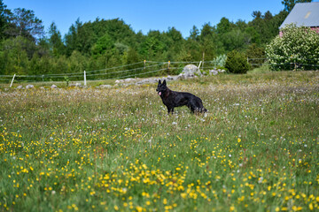 Beautiful German Shepherd dog playing in a meadow on a sunny spring day in Skaraborg Sweden