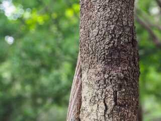 Close-up tree texture in forest area copy space about nature