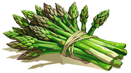 Wall Mural - bunch of asparagus, asparagus vector, illustration of asparagus isolated on white background