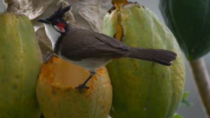 Wall Mural - Pycnonotus Jocosus bird eating ripe papaya on tree