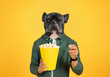 © Prostock-studio - A person enjoys a fun moment while holding a large bucket of popcorn. The unique twist is the person head is replaced by a French Bulldog head, creating a humorous and playful atmosphere