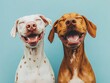 © Amara - Two dogs one white with brown spots and one brown smiling with mouths open against a blue background A playful portrait of canine joy