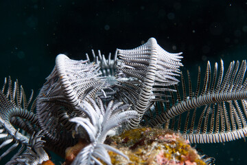 PG Island, Oriental Mindoro Province, Philippines - Close-up of marine life