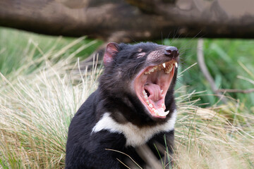 display of tasmanian devil's unusually powerful, wide jaws and loud scream; this endemic marsupial i