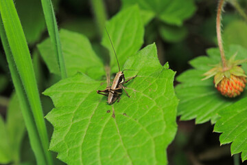 dark bush cricket grasshopper insect macro photo