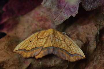 Wall Mural - moth camouflage