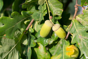 Canvas Print - oak acorns on twig closeup selective focus