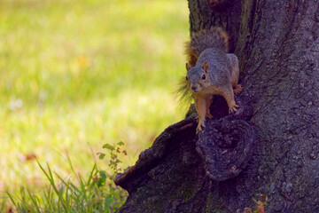 Wall Mural - the fox squirrel (sciurus niger), also known as the eastern fox squirrel or bryant's fox squirrel.
