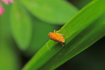 natural Passionvine hopper insect macro photo