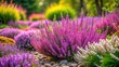 © Mana - Purple heathers and drought tolerant plants in a garden setting, purple, heathers, drought tolerant, plants