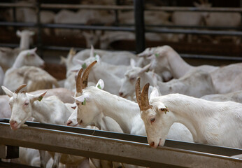 Canvas Print - many white goats in barn of dutch farm