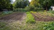 © Darya - The garden plot reveals freshly tilled earth on one side, while the other shows flourishing plants in rows, demonstrating the transformation and effort of seasonal planting