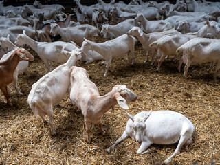 Canvas Print - many white goats in barn of dutch farm