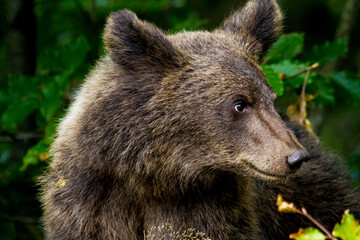 Canvas Print - Young bear at the Transfagarasan, Romania