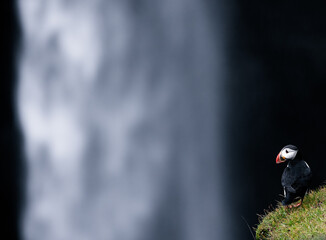 Wall Mural - small puffin against large waterfall in the Feroe islands