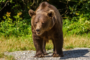 Canvas Print - Brown bear at the Transfagarasan, Romania