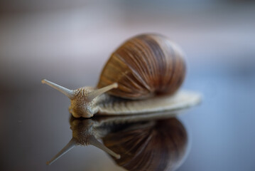 French snail photographed close up.