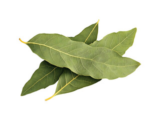 fresh bay leaves isolated on transparent or white background