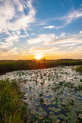 Wall Mural - scenic view of water lilies in a pond in the wide open dutch polder landscape near gouda, holland