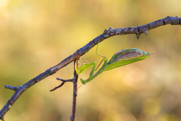 Mantis sitting on a dry meadow flower growing on a steppe meadow with a beautiful background.