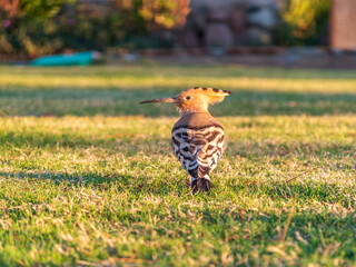 Wall Mural - Eurasian hoopoe or Common hoopoe (Upupa epops) bird close-up on natural green grass background