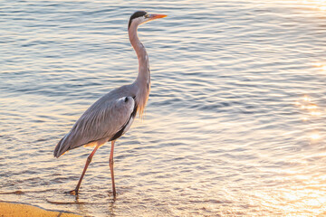 Canvas Print - A heron hunting in the sea. Grey heron on the hunt