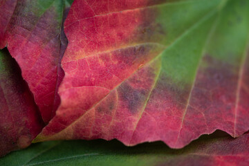 close up of red and green maple leaves texture in autumn