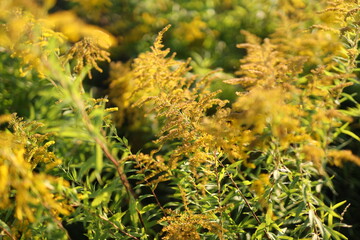 Wall Mural - A field of yellow flowers with green leaves. The flowers are in full bloom and the field is lush and vibrant