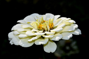 Wall Mural - the white flower of the cynium (lat. zinnia) in the garden on a dark blurred background. side view o