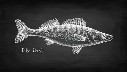 Wall Mural - Pikeperch chalk sketch.