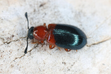 Wall Mural - Redshouldered Ham Beetle or red-necked bacon beetle (Necrobia ruficollis). A pest in homes and warehouses that eats dry food and other animal products.