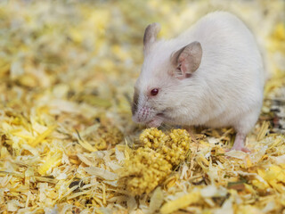 satin mouse, white mouse sits on straw and eats food. A pet, a small rodent, a pest on farms and residential buildings