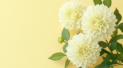 Wall Mural -   A white bouquet of flowers set against a green backdrop with a clear spot for text to be added atop