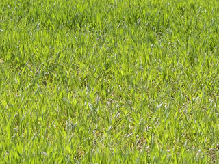 Poster - Close up of green grass as nature background.