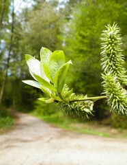 Spring, blooming buds on the tree.