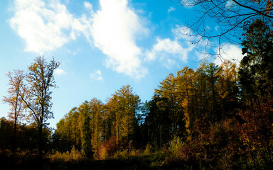 Poster - Autumnal forest in sunny day.