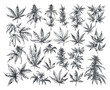 © LadadikArt - Hemp Plant Leaves Elements Vector Illustration Detailed Engraving Style Botanical Drawing White Background Vintage Woodcut Design Natural Cannabis Leaves Rustic Illustration