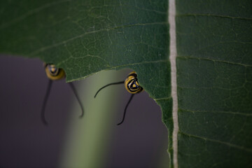 Sticker - monarch caterpillars on milkweed