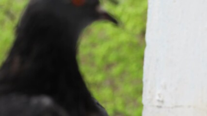 Wall Mural - White pigeon closeup portrait, bird on the window, rainy day, pigeon beautiful portrait, pigeons eyes in macro, Extreme Close Up, 4k video high quality