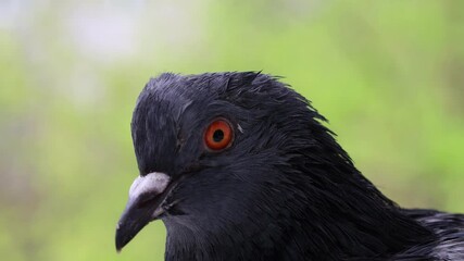 Wall Mural - Pigeon closeup portrait, bird on the window, rainy day, pigeon beautiful portrait, pigeons eyes in macro, Extreme Close Up, cute animals	