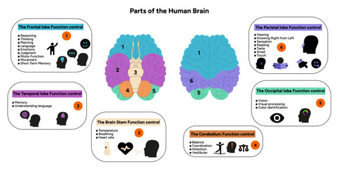 Canvas Print - Human brain anatomy with colored parts diagram medical. Parietal, frontal, temporal, occipital, brain stem, cerebellum lobe function control