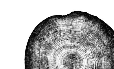gray monotone impression of end grain of wood slab. tree rings art with texture and cracked surface.