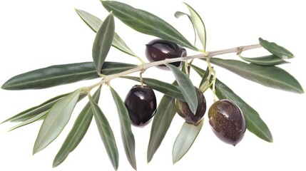 Olive Branch with Ripe Olives