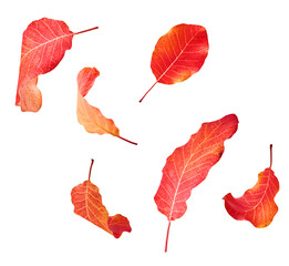 Beautiful bright colorful autumn  leaves falling in the air isolated on white background. Zero gravity or levitation autumn conception. High resolution image.