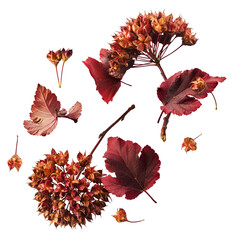 Wall Mural - beautiful bright colorful autumn leaves falling in the air isolated on white background. zero gravit