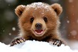 © Thanyarat - A bear cub playing in the snow, with snowflakes clinging to its fur and a joyful, carefree expression on its face