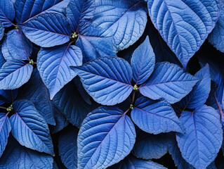 blue plant leaves