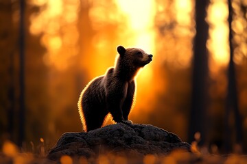 Poster - A grizzly bear standing tall on a rocky outcrop in a forest, with a dramatic sunset casting warm, golden light across the scene